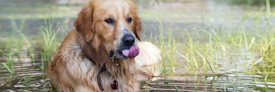 Urlaub mit Hund in Südtirol